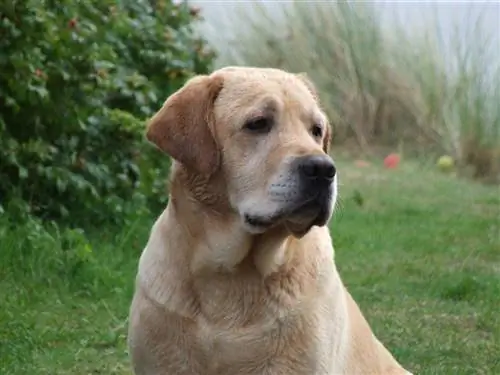 labradorec prinašalec