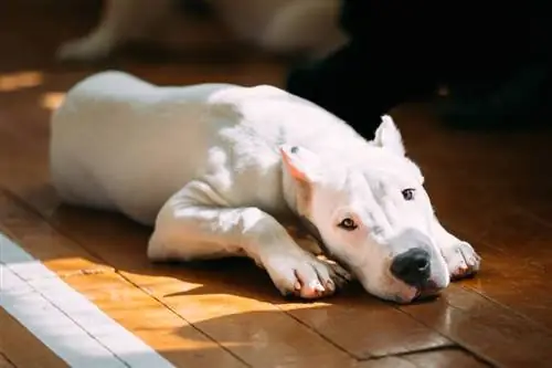 Dogo Argentí estirat a terra