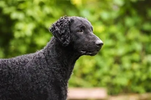 Curly-coated retriever