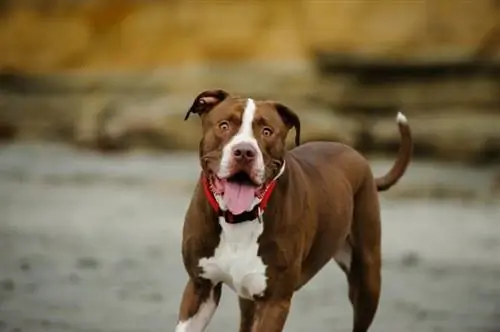 American Pit Bull Terrier ntawm xuab zeb puam nrog bluffs