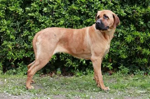 bandog japonès tosa inu dempeus a l'aire lliure