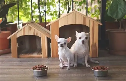 dua ekor anjing chihuahua berambut pendek duduk di hadapan dua rumah anjing kayu dengan mangkuk makanan anjing