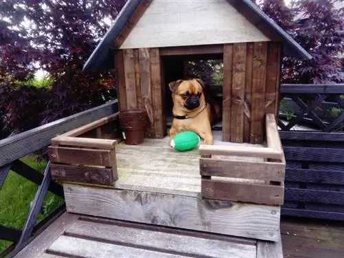 anjing comel menjaga mainannya berbaring di rumah kecilnya sendiri