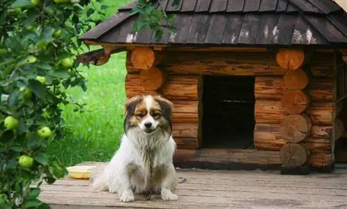 anjing memerhati berhampiran rumah anjingnya