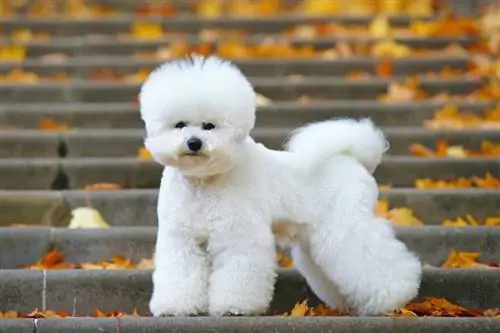 100+ Bichon Frize Lub Npe: Cov Tswv Yim rau Dawb & Fluffy Dogs