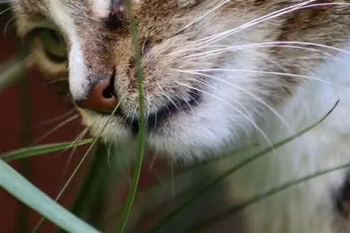 Chiuda in su del gatto che mangia erba