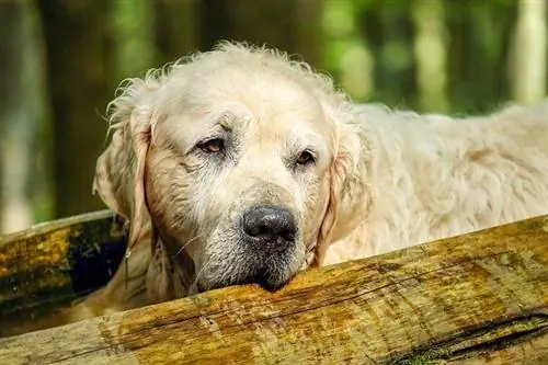 golden retriever