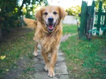 10 Makanan Anjing Terbaik untuk Golden Retriever – Ulasan 2023 & Pilihan Teratas