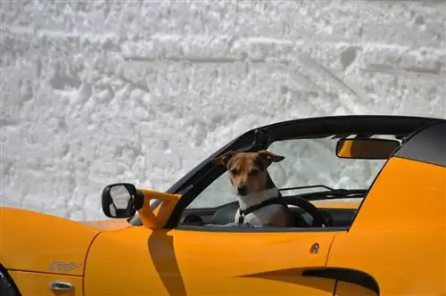 cachorro em carro esporte