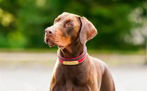 doberman ya kahawia na kola nyekundu ya mbwa