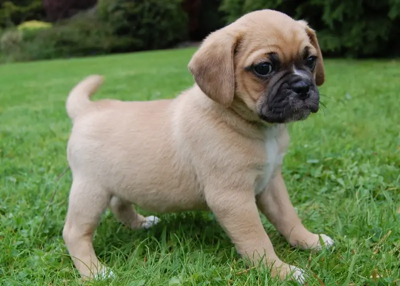 puppy pugalier mchanganyiko wa mbwa wa kuzaliana amesimama kwenye nyasi