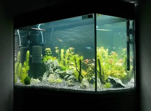 Filtrli akvarium