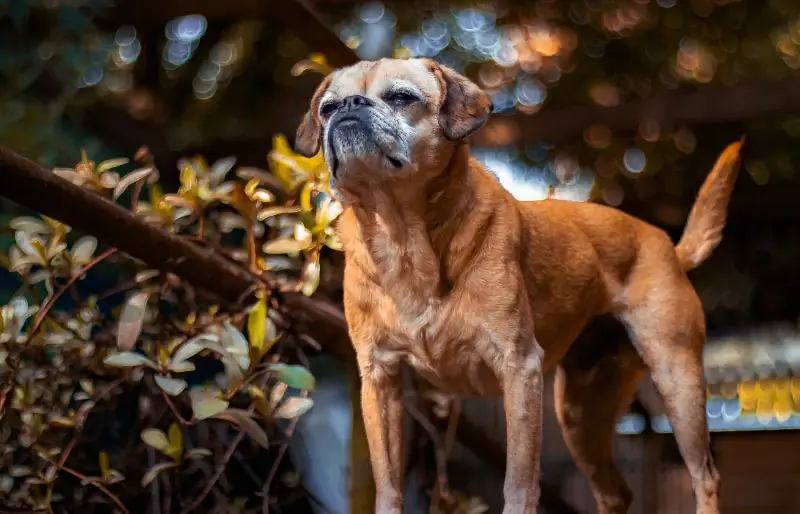 Pugalier (Pug & Cavalier King Charles Spaniel Mix): Info, Afbeeldingen, Feiten & Verzorging