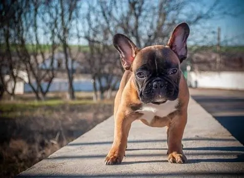 Francia bulldog