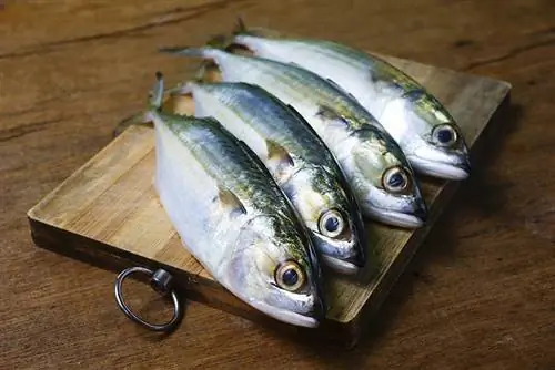 Pescado caballa sobre tabla de cortar de madera