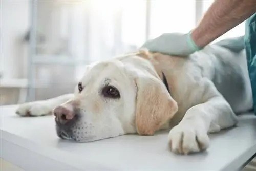 veterinær undersøker hund