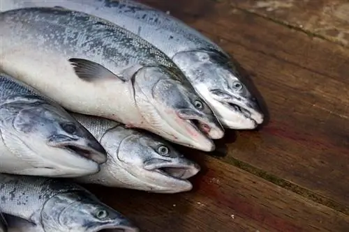 Kan hundar äta rå fisk? Veterinär godkänd fakta