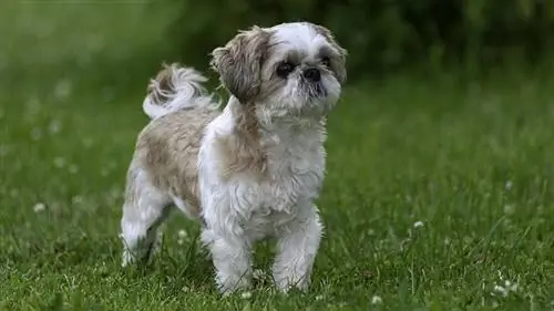 Shih tzu branco e marrom em pé na grama