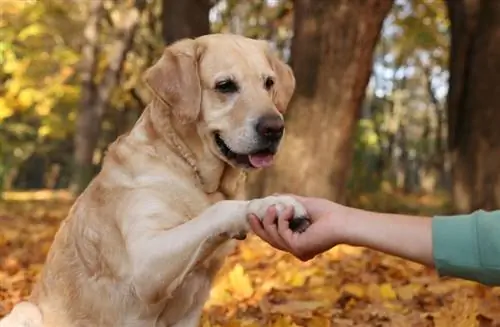 Tots els gossos tenen els peus palmells? Fets canins revisats per veterinaris & PMF