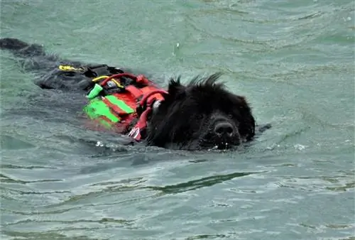 cachorro terra nova nadando