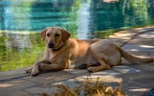 Labrador retriever ao lado da piscina