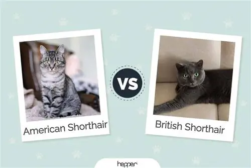 Gato americano de pelo corto vs gato británico de pelo corto: diferencias visuales & Descripción general (con imágenes)