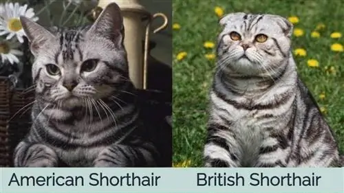 Gato americano de pelo corto vs Gato británico de pelo corto