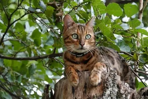 kucing bengal di atas kayu