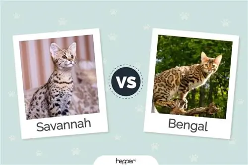 Savannah Cat vs Bengal Cat: vizualiniai skirtumai & Apžvalga (su nuotraukomis)