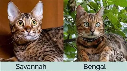 Savannah Cat vs Bengal Cat