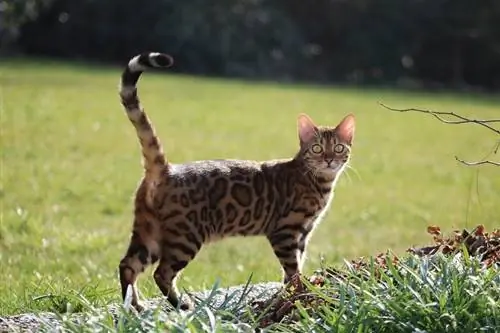 Kucing Bengal berdiri di taman