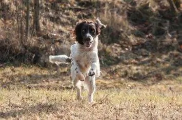 7 mejores alimentos para perros para perros de caza en 2023 – Reseñas & Mejores selecciones