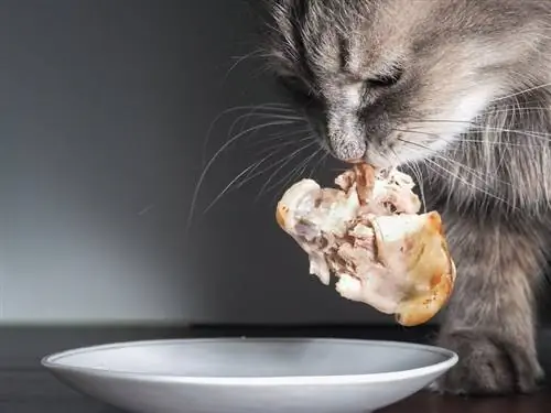 chat qui mange du poulet cuit