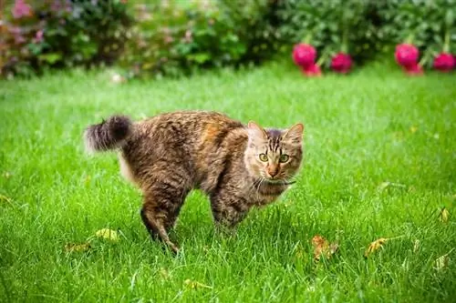 kucing berlari di atas rumput hijau