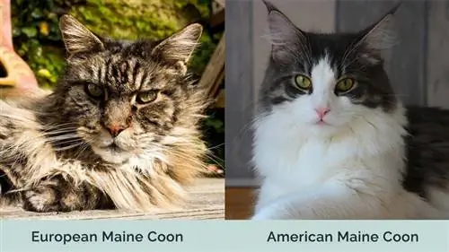 Maine Coon européen contre Maine Coon américain