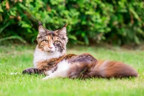 pisică calico maine coon întinsă pe iarbă