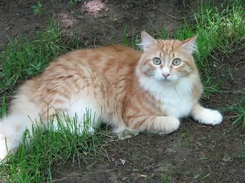 pisică Maine Coon întinsă pe pământ