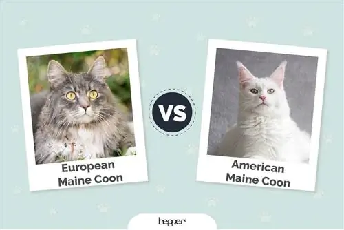 Kucing Maine Coon Eropah lwn Amerika: Apakah Perbezaannya? (Dengan Gambar)