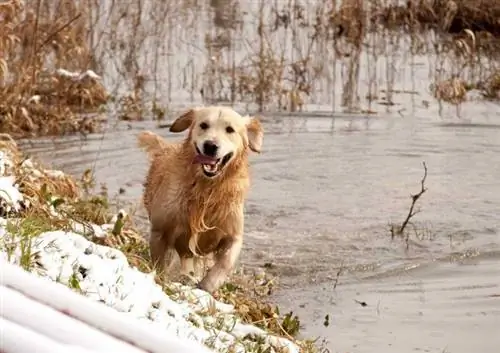 Golden Retriever correndo