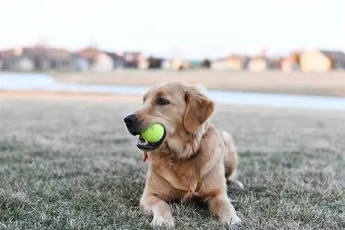 Golden retriever com bola