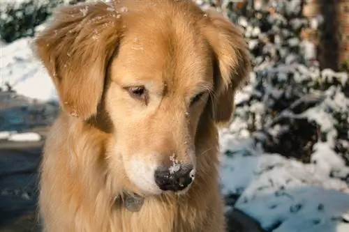 Śnieg Golden Retrievera