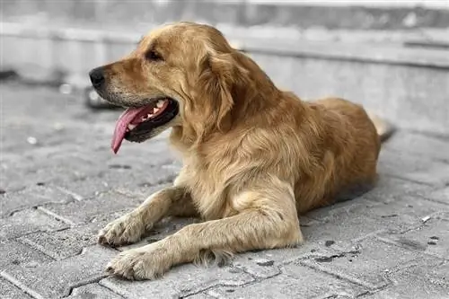 Golden Retriever