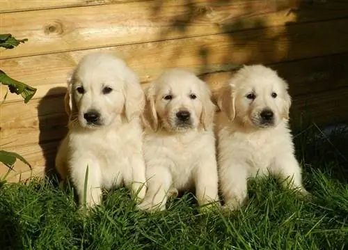 100+ Golden Retriever-namn: Idéer för söta & roliga hundar