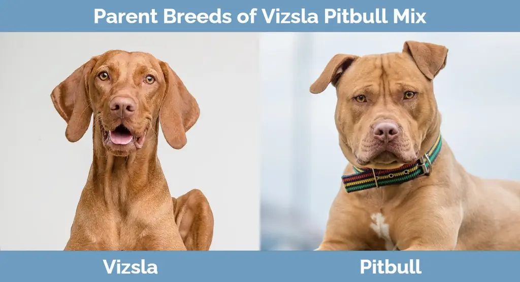 Trah induk dari Vizsla Pitbull Mix