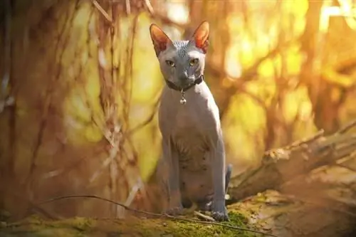 grys sphynx-kat wat buite sit