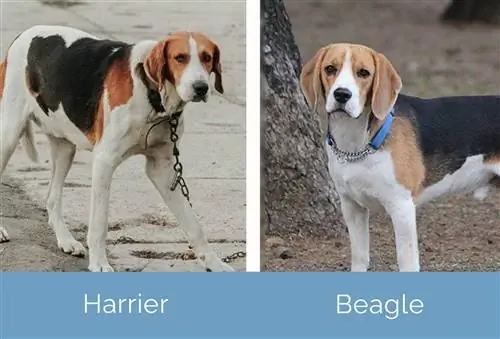 Harrier vs Beagle կողք կողքի