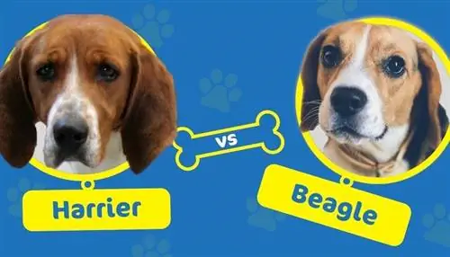 Harrier vs Beagle: kurį šunį pasirinkti?