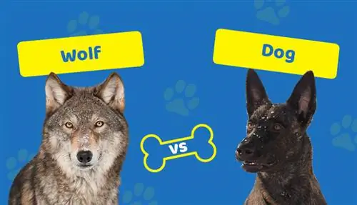 Wolf vs. Hund: Die Unterschiede (mit Bildern)