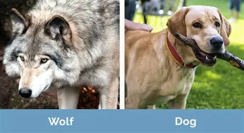 Wolf vs Dog side om side