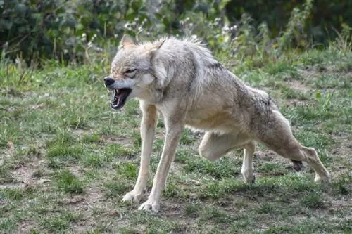 lobo bostezando